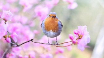 Wisata Bali Bird Park: Wahana, Lokasi, dan Harga Tiket